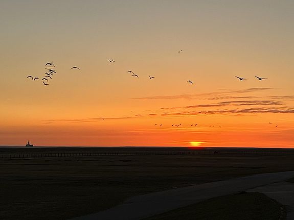 Vogelzug über dem Wattenmeer Foto: MKiel