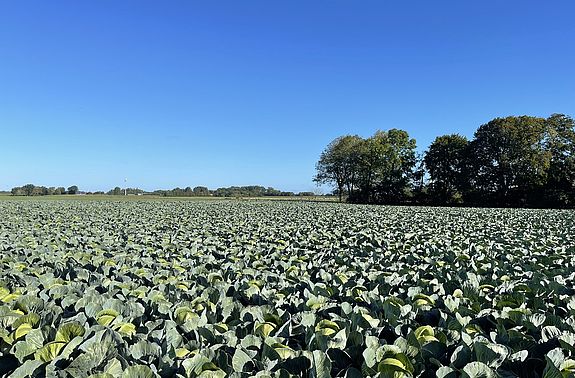 Weißkohlfeld vor blauem Himmel Credit Lina Ploog